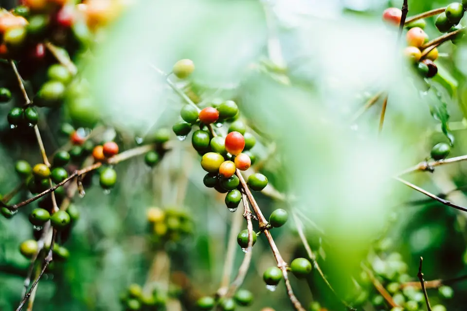 Rama de café con frutos rojos y verdes bajo sombra