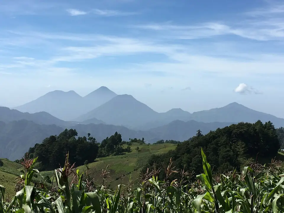 Milpa en el altiplano con volcanes al fondo